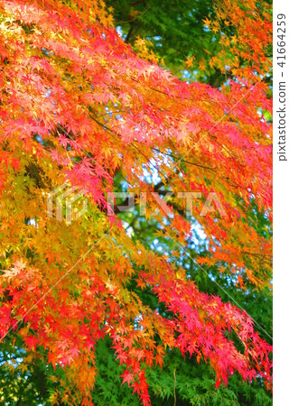 川原及其周圍樹葉的景觀10 41664259