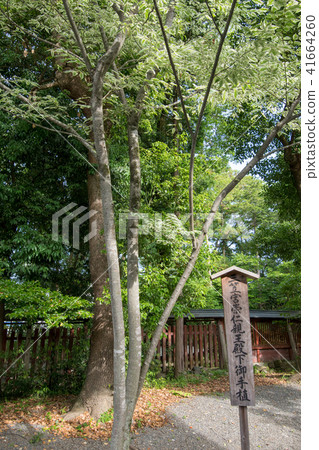 秩父神社三笠宮手工種植 41664260