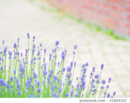 可愛的薰衣草 41664261