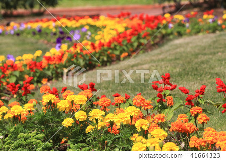 Marigold Marigold 41664323