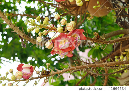 Shorea robusta Shorea robusta 41664584