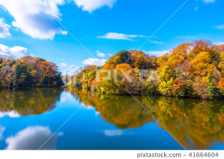 Nukaike公園的秋葉 Nukaike公園的秋葉 41664604