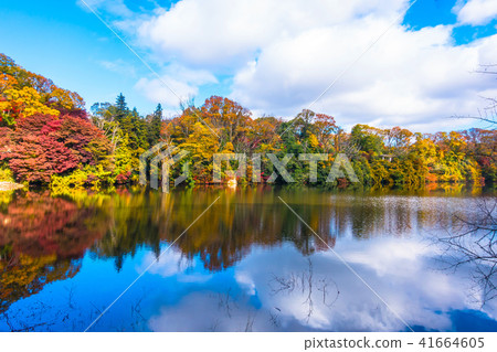 Nukaike公園的秋葉 41664605