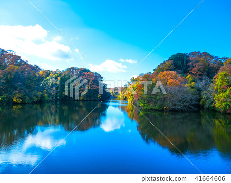 Nukaike公園的秋葉 Nukaike公園的秋葉 41664606