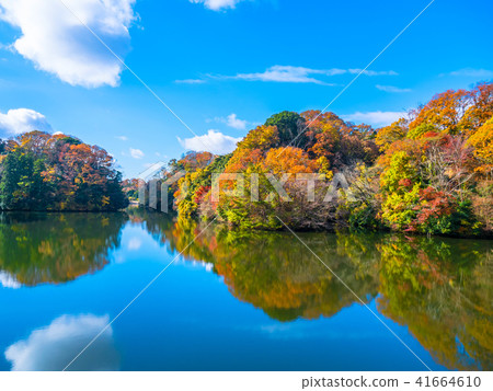 Nukaike公園的秋葉 Nukaike公園的秋葉 41664610