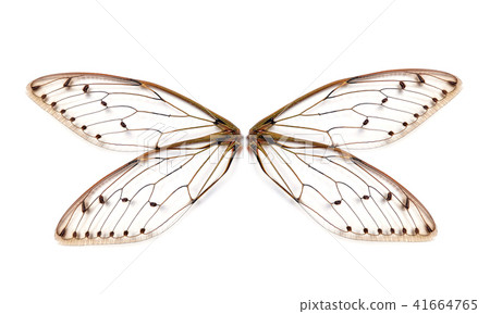 Insect cicada wing isolated on white background Insect cicada wing isolated on white background 41664765