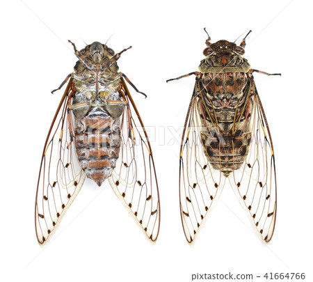 cicada  isolated on white background 41664766