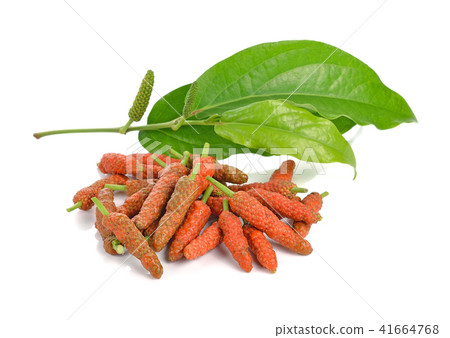 Long Pepper isolated on white background Long Pepper isolated on white background 41664768