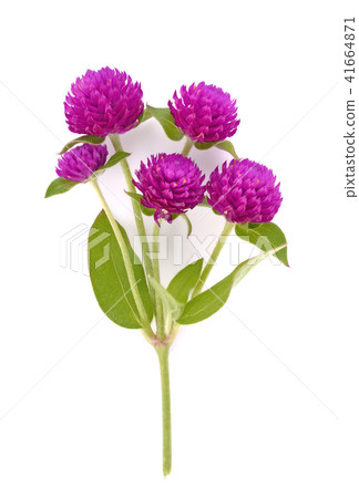 Globe amaranth beauty flower in white background Globe amaranth beauty flower in white background 41664871