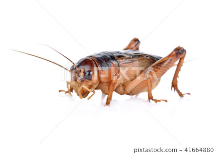 Gryllidae ,Orthoptera on white background Gryllidae ,Orthoptera on white background 41664880