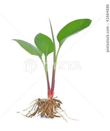 Fingerroot isolated on white background. 41664886