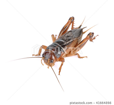Gryllidae ,Orthoptera on white background Gryllidae ,Orthoptera on white background 41664898
