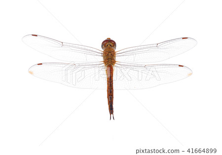 dragonfly on white background 41664899