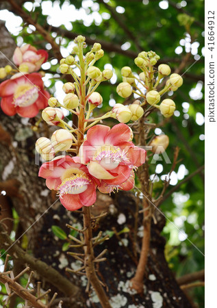 Shorea robusta Shorea robusta 41664912