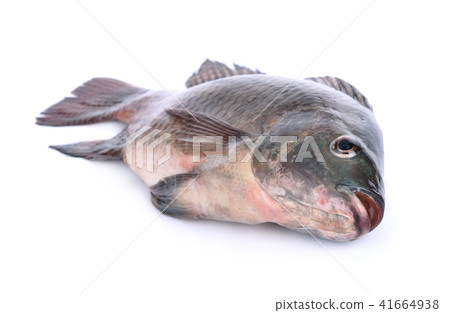 fish,Oreochromis nilotica  on white background 41664938
