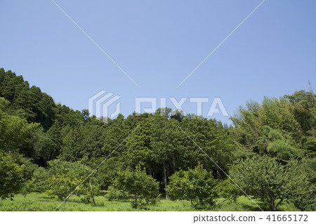 傾斜的夏天 傾斜的夏天 41665172