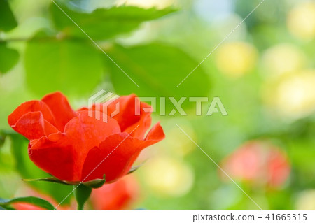 Fascinated by a rose Fascinated by a rose 41665315