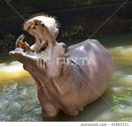 Hippopotamus; Hippo 41665321