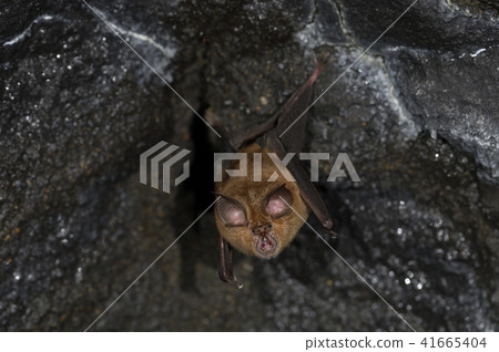 Chrysanthemum bat (Aomori) Chrysanthemum bat (Aomori) 41665404