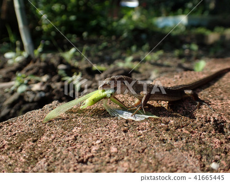 Japanese cypress snake, grasshopper predatory ② (Kagoshima) 41665445