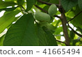 Popo tree 41665494
