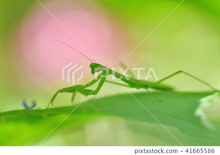 Mantis kid's child 41665586