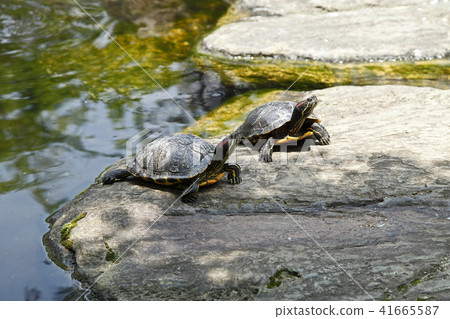 烏龜干豆腐草龜 烏龜干豆腐草龜 41665587