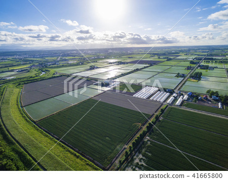 稻田（空中射擊） 41665800