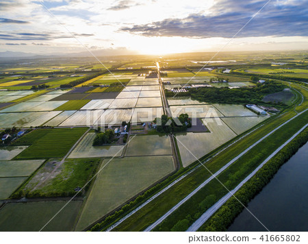 稻田在晚上（空中拍攝） 41665802