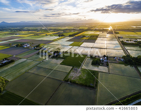 Paddy field in the evening (aerial shooting) 41665803