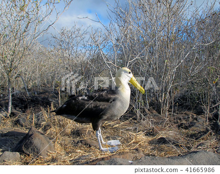 Galapagos albatross Galapagos albatross 41665986
