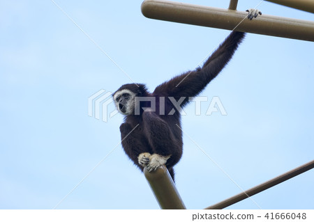 Barking white gibbons 41666048