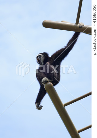 Barking white gibbons Barking white gibbons 41666050