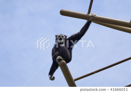 Barking white gibbons Barking white gibbons 41666051