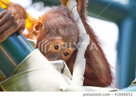 Orangutan at Asahiyama Zoo Orangutan at Asahiyama Zoo 41666052
