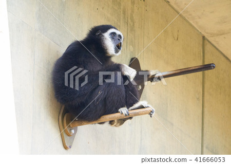 White mite gibson of Asahiyama zoo White mite gibson of Asahiyama zoo 41666053