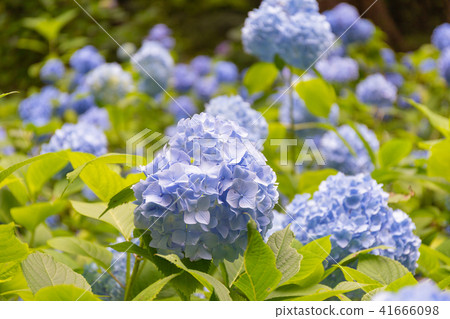 Hydrangea Hydrangea 41666098