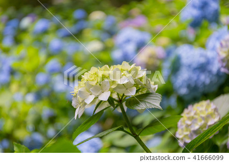 繡球 41666099