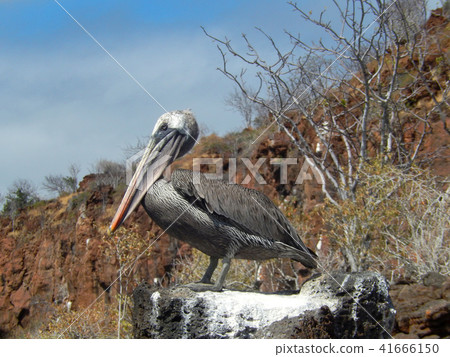 Coarse Pelican 41666150