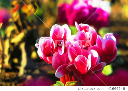 Cyclamen in the flower bed Cyclamen in the flower bed 41666246