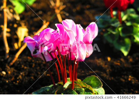 仙客來在花床上 41666249