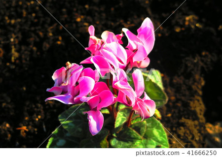 仙客來在花床上 仙客來在花床上 41666250