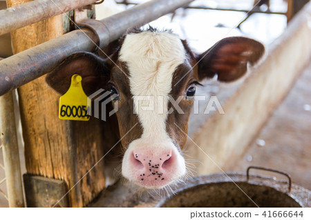 Close up portrait young cow looks into the camera  41666644