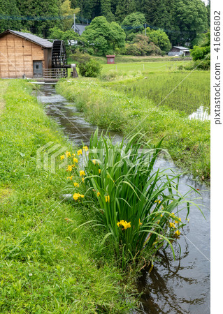 水磨坊和花 41666802