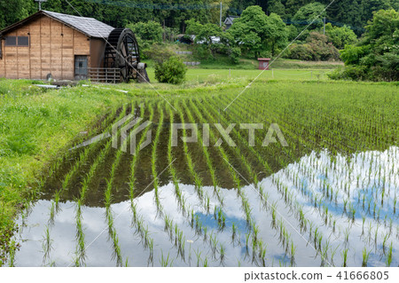 Water mill and rice field Water mill and rice field 41666805