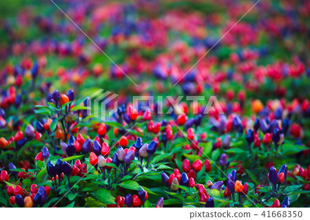 Pepper for ornamental Pepper for ornamental 41668350