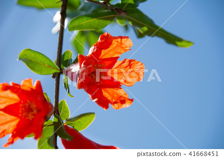 Pomegranate flower 41668451