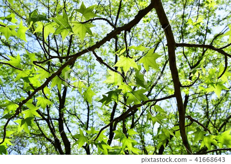 Fresh green 41668643