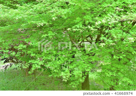 Blue maple Blue maple 41668974