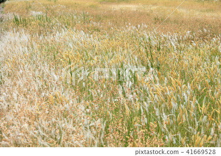 Spring field - Enokorogurusa, Chigaya Spring field - Enokorogurusa, Chigaya 41669528